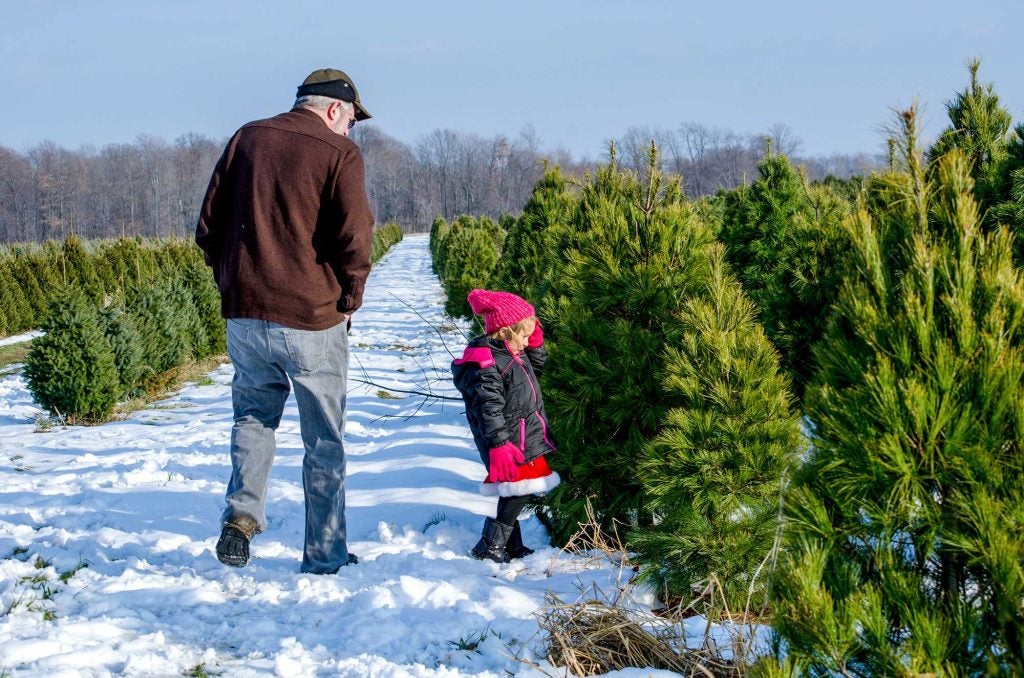 Christmas may be over, but tree farming happens year-round | AGDAILY