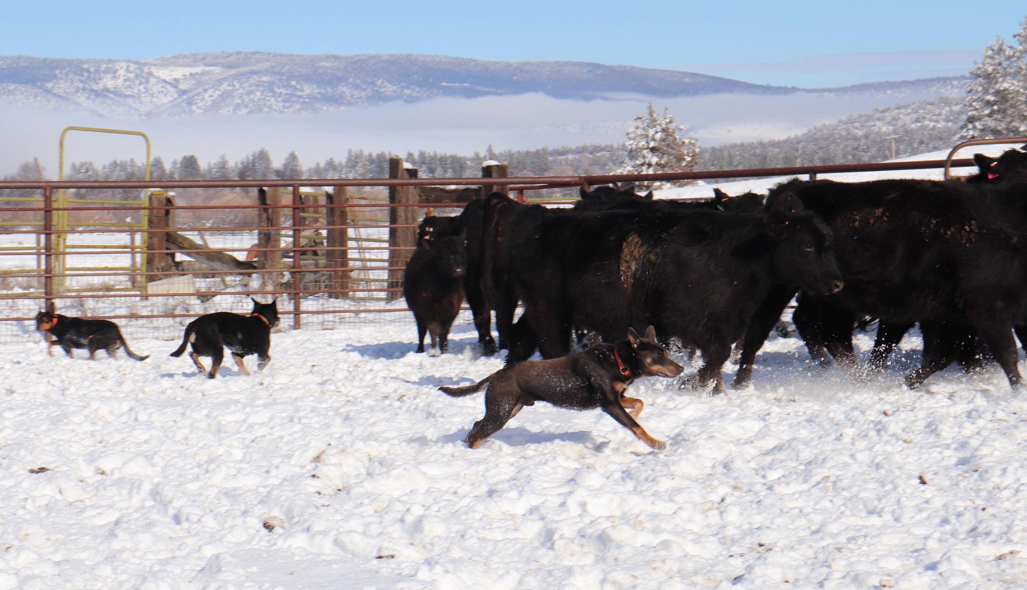 Long the cattle dog | AGDAILY