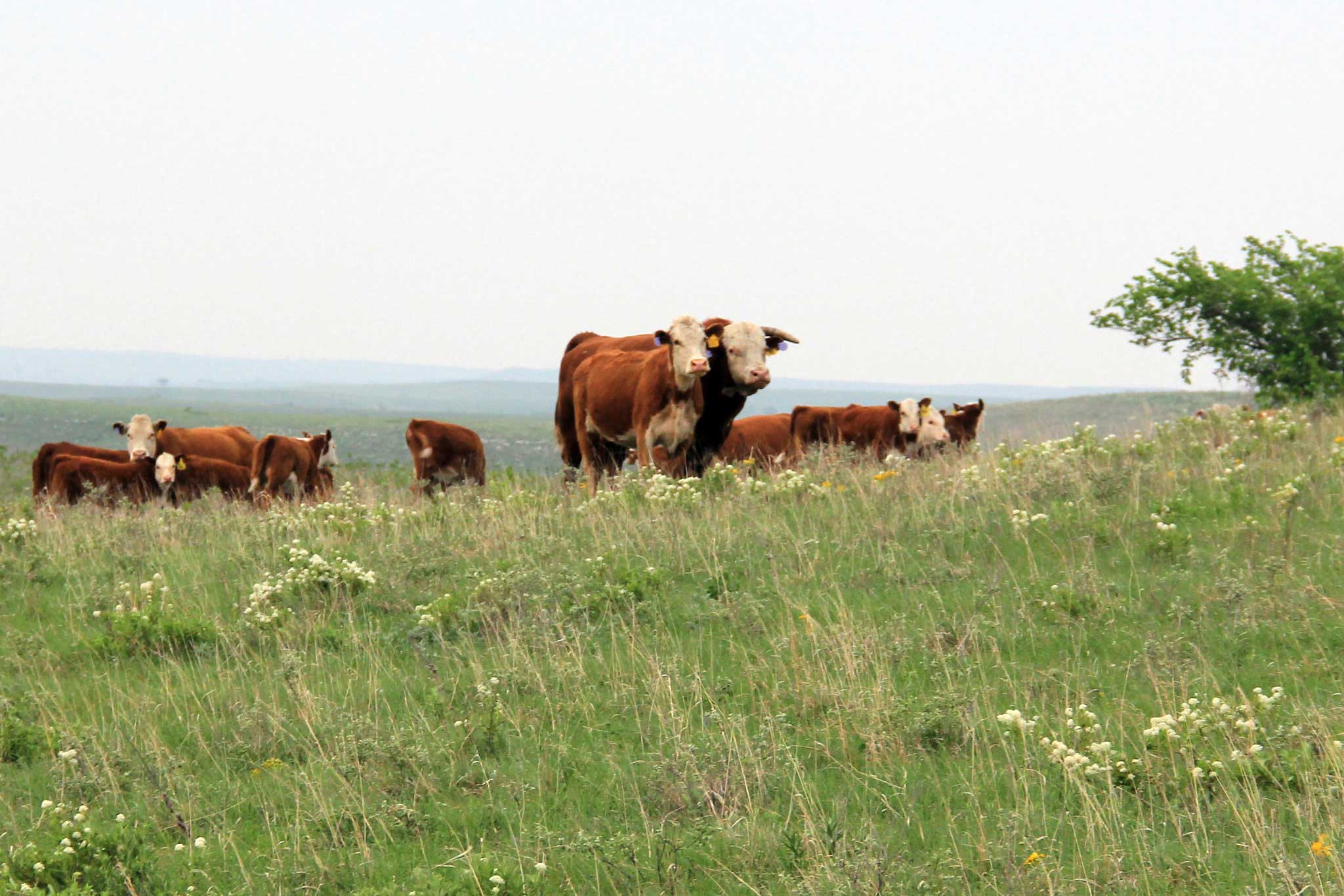 Caring for bulls during the breeding season | AGDAILY