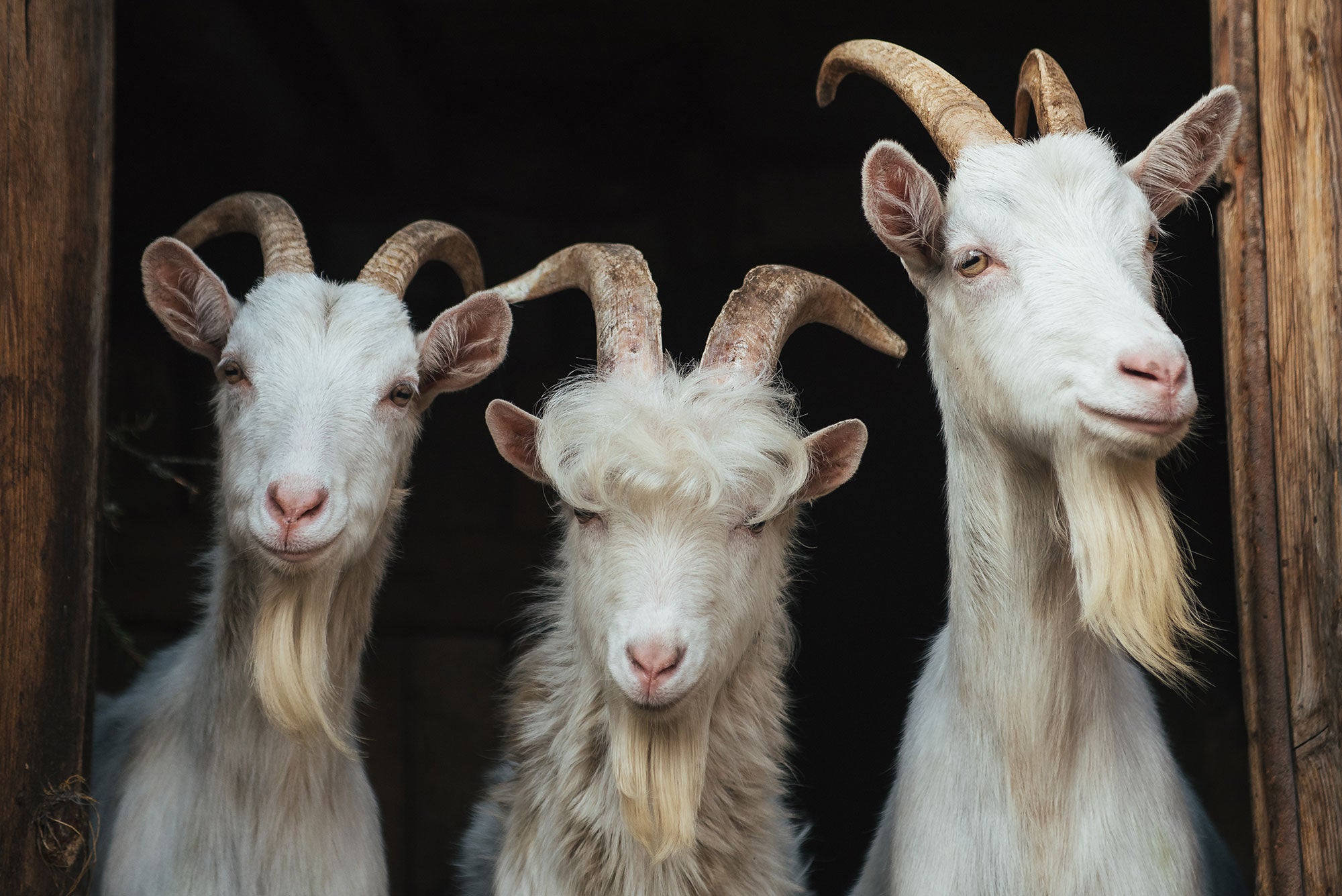 Basics Of Goat Horns And How To Handle Them AGDAILY