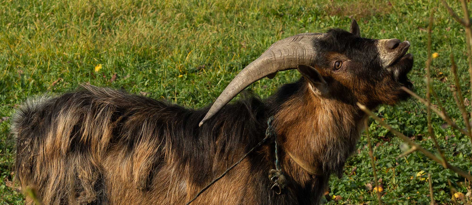 Basics Of Goat Horns And How To Handle Them Agdaily 