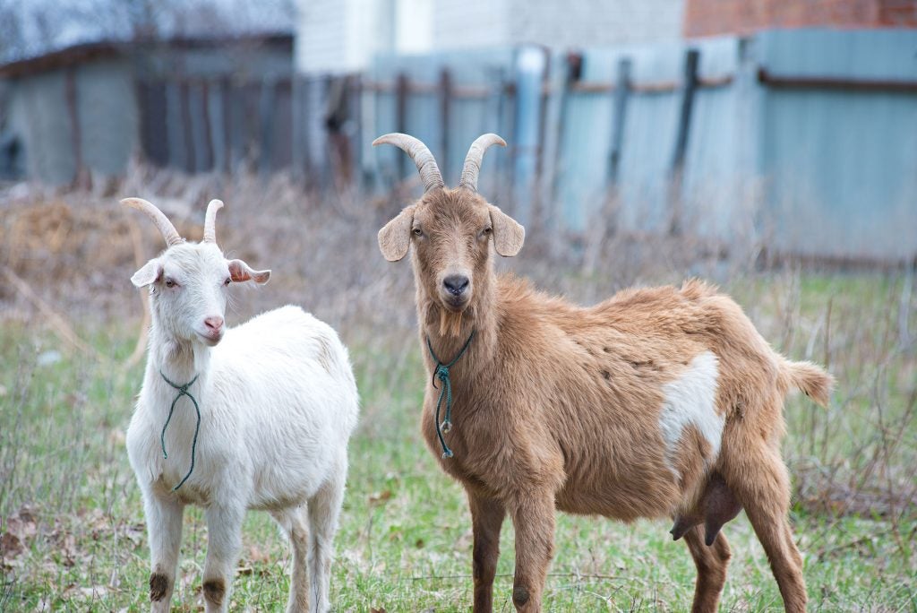 Basics of goat horns and how to handle them | AGDAILY