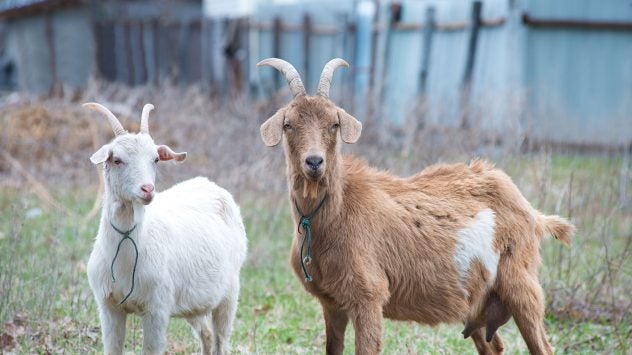 goat horns