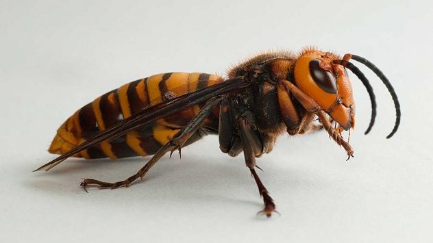 Asian giant hornet