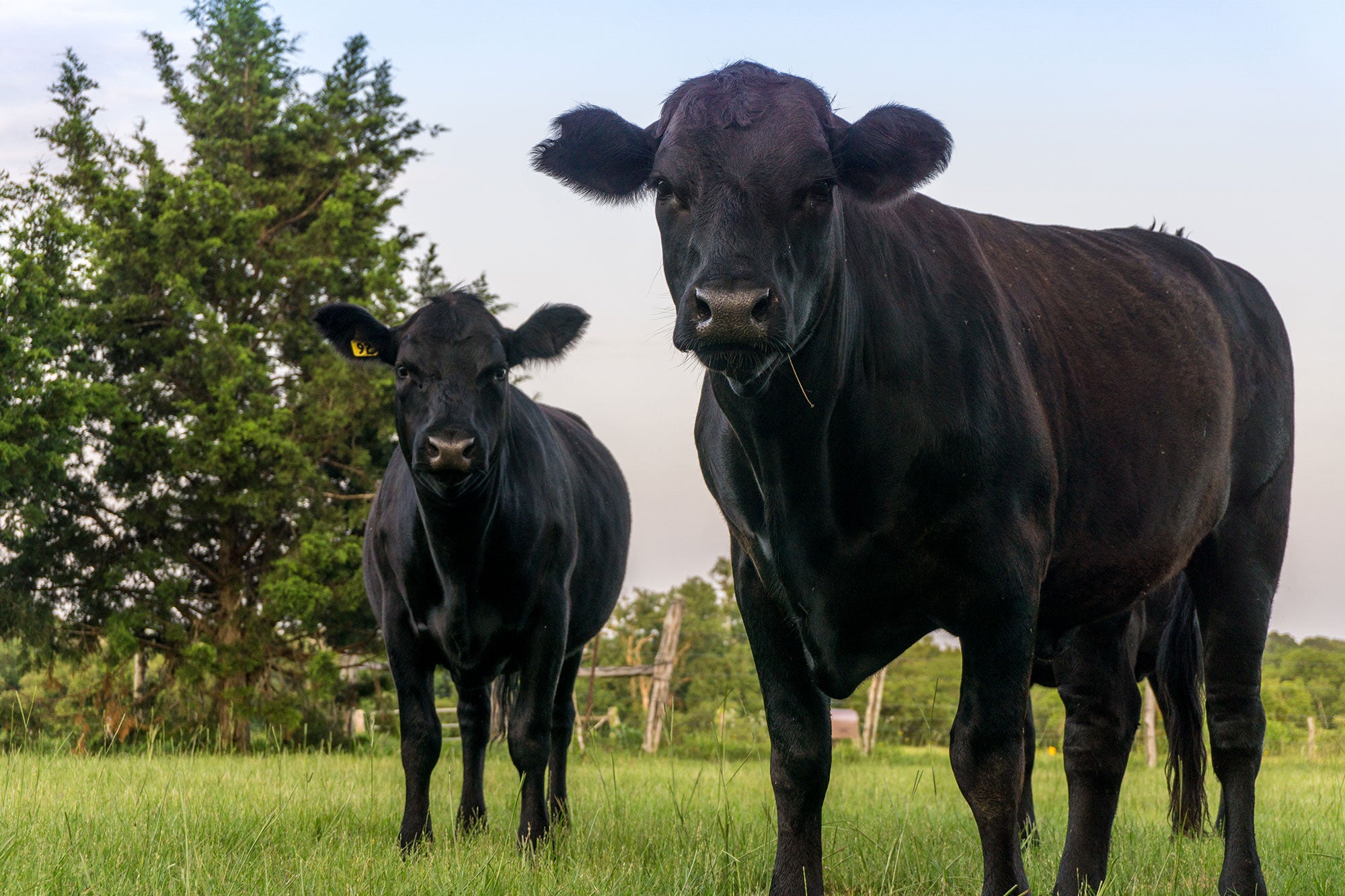 Sorting Out What Certified Angus Beef Really Means AGDAILY