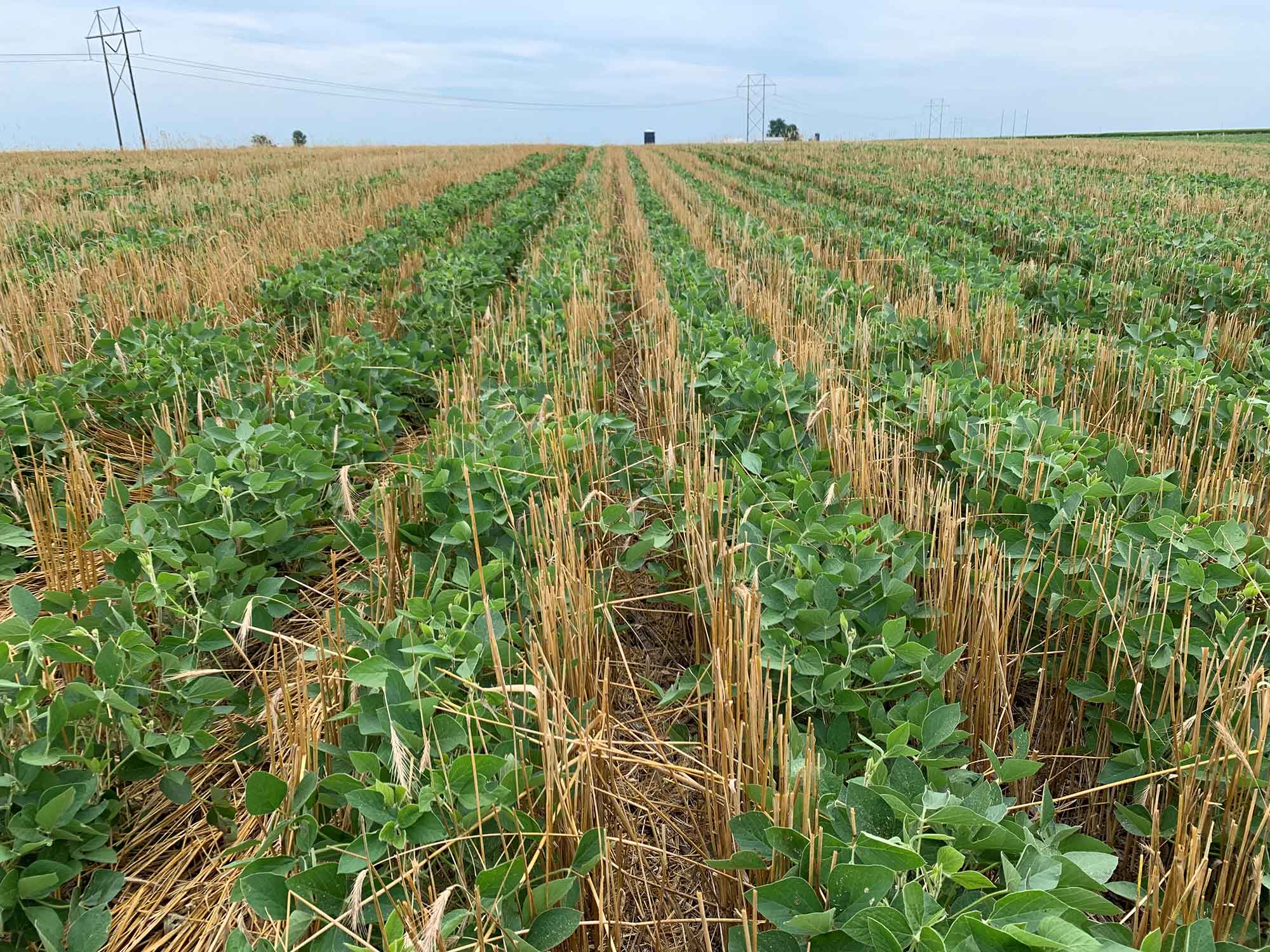 cover-crops-the-do-s-and-don-ts-of-setting-up-farm-trials-agdaily