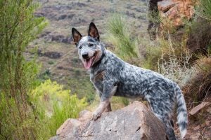 cattle dog breeds with pictures