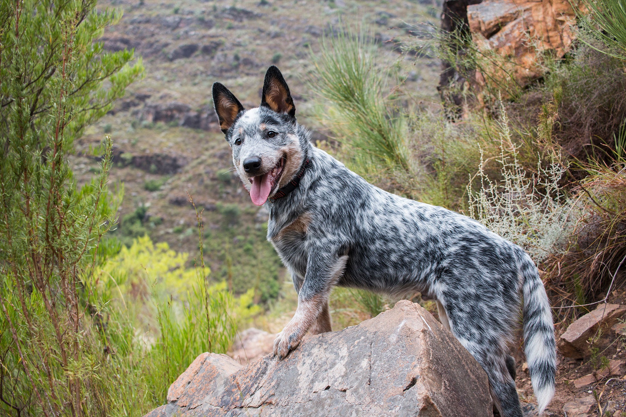 5 of the best farm dog breeds | AGDAILY