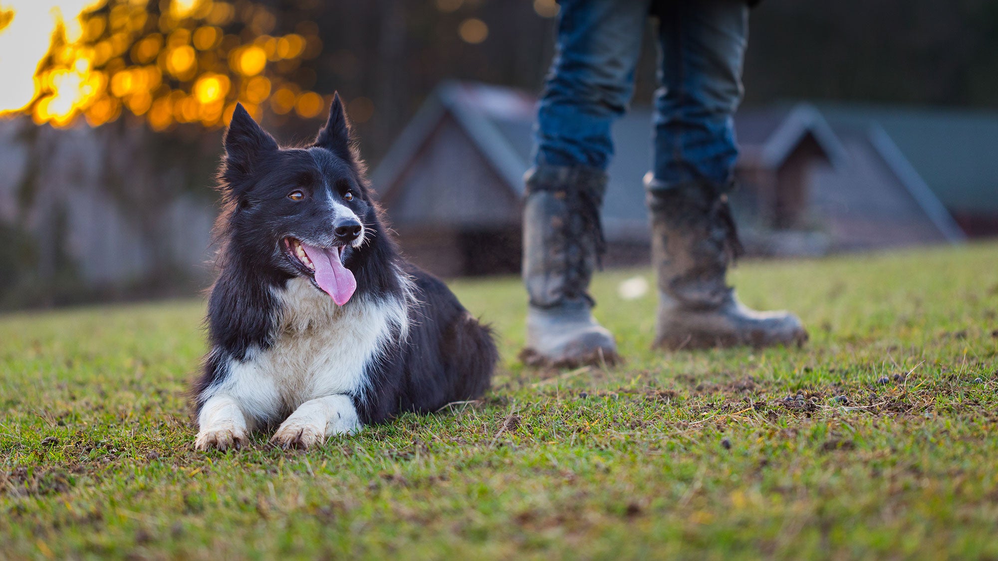 are farm dogs good house pets