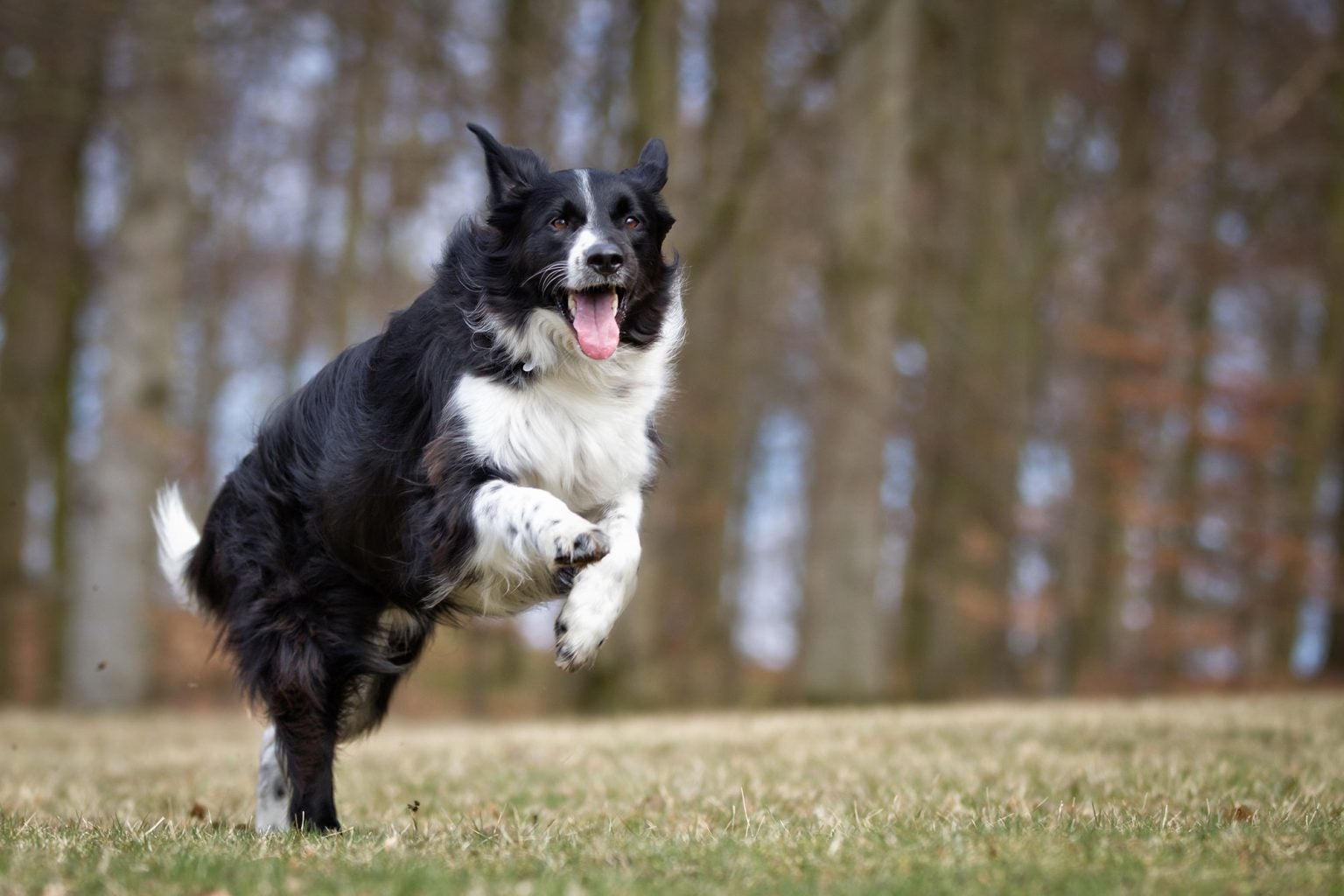 5 of the best farm dog breeds | AGDAILY