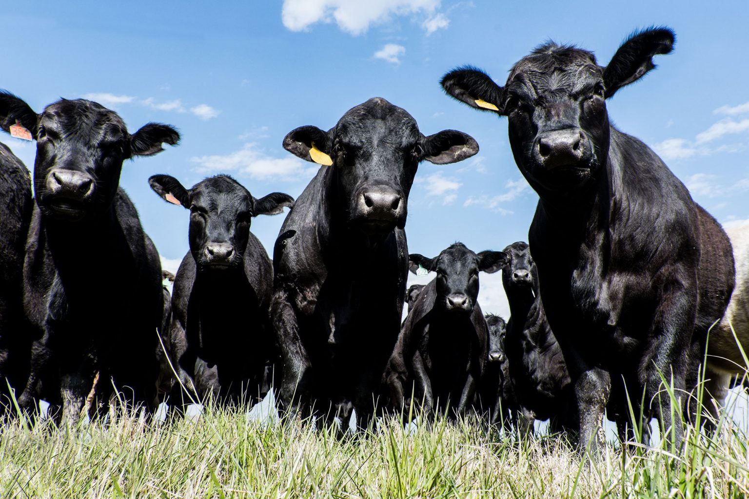 Sorting Out What Certified Angus Beef Really Means | AGDAILY