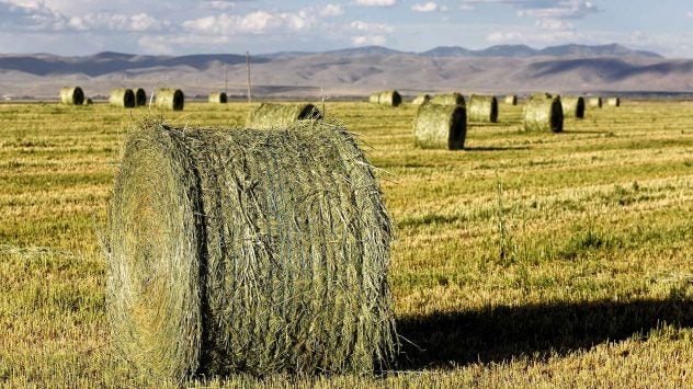 alfalfa hay