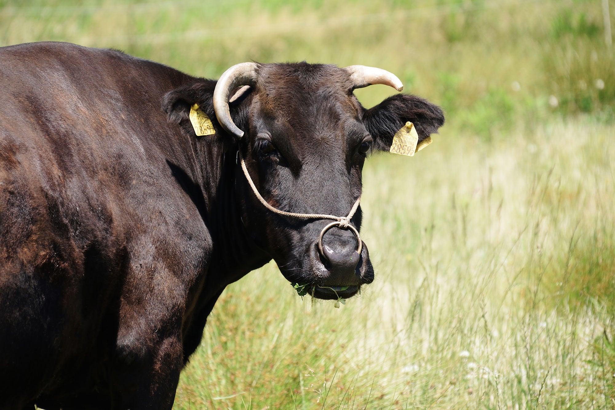 7 facts about Black Angus cattle