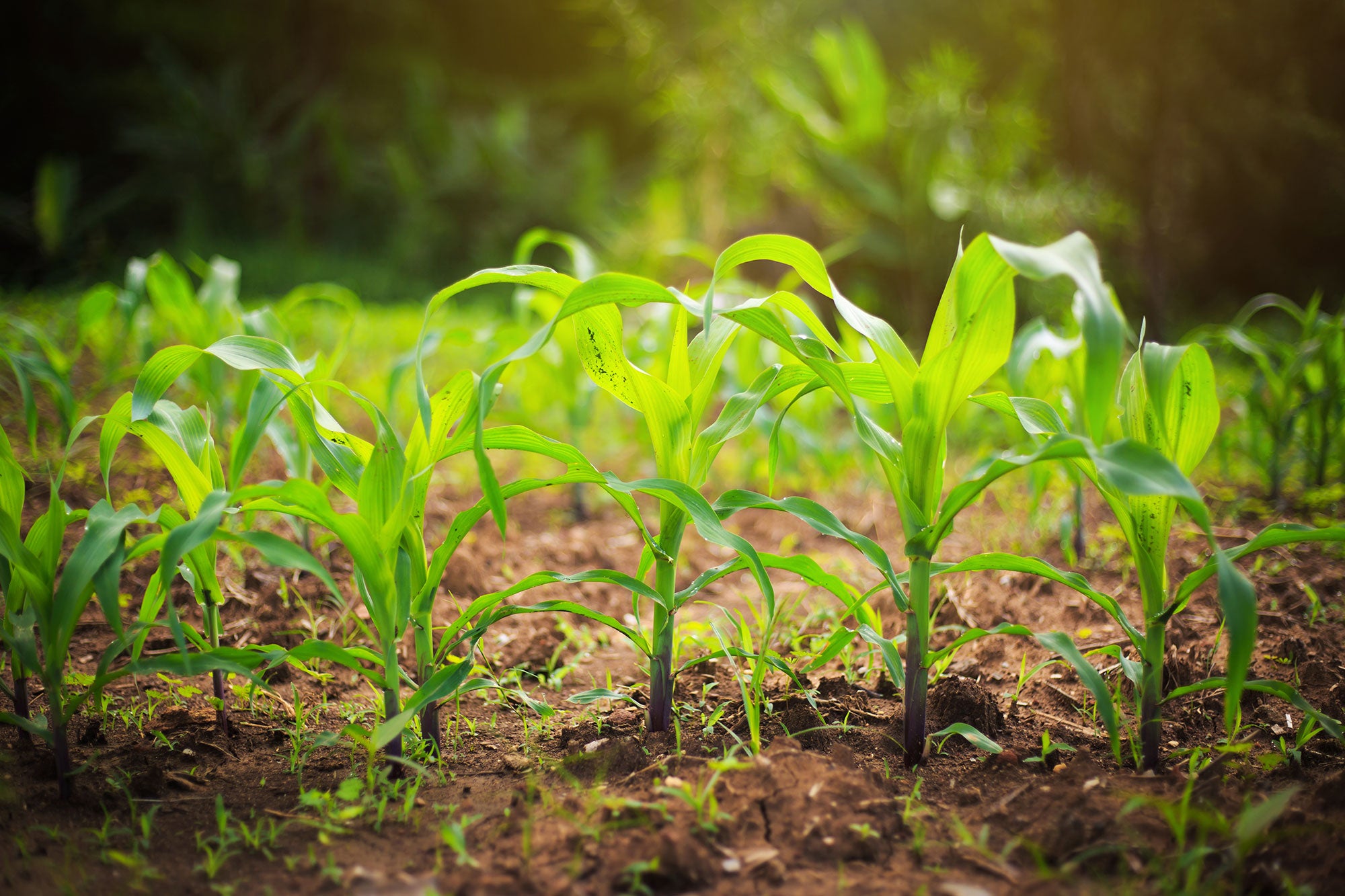 weed management