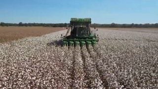 cotton farmers