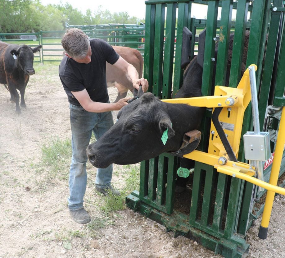 Not all cattle chutes are made equal: Here's what to look for | AGDAILY