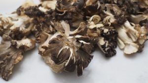 maitake-mushroom-adapogens