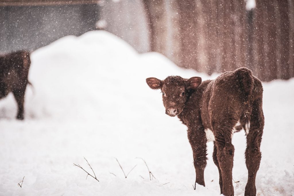 Perspective: We make sacrifices in all conditions for animals | AGDAILY