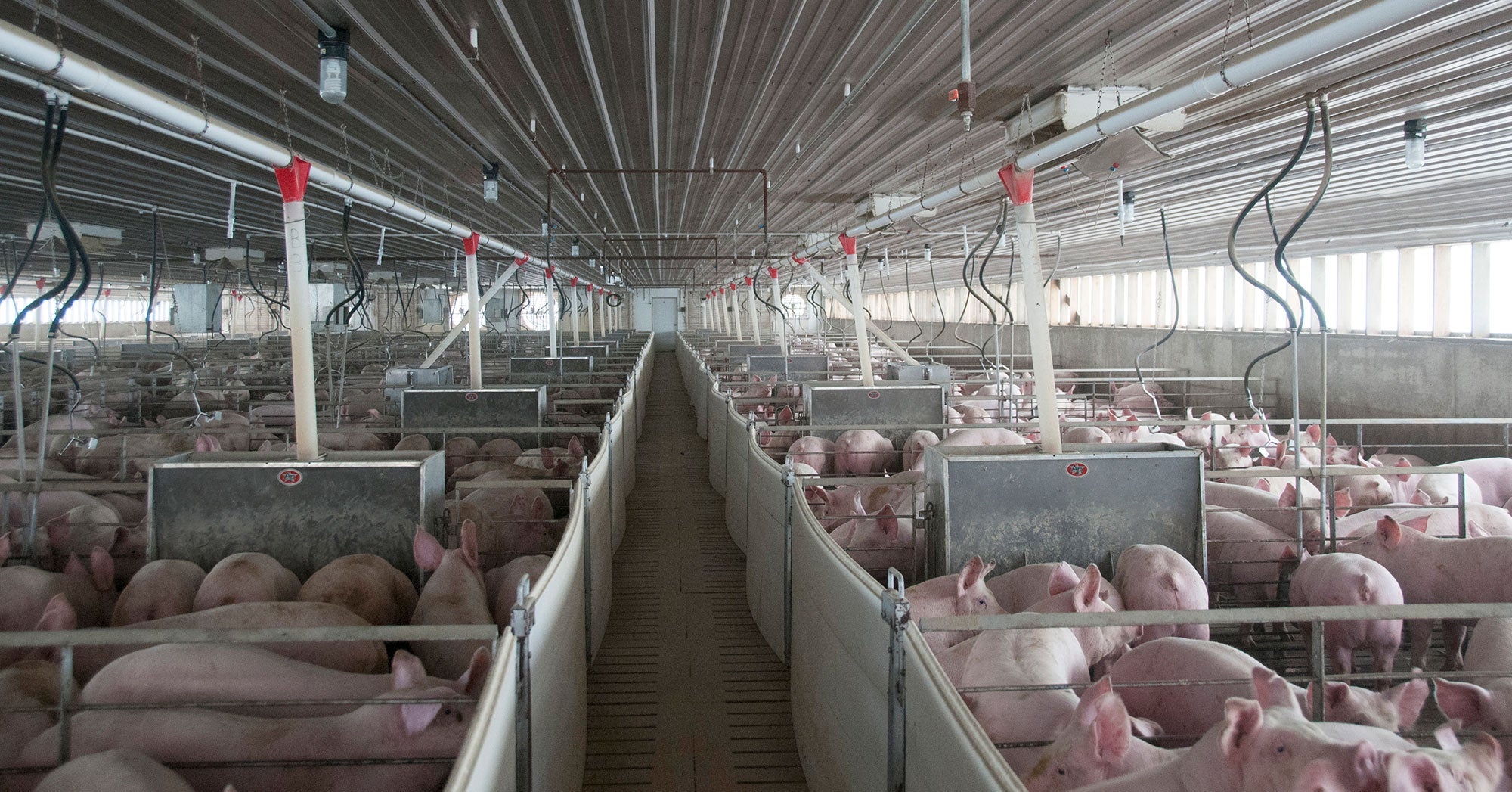 Swine barn upgrades address efficiency, new regulations | AGDAILY