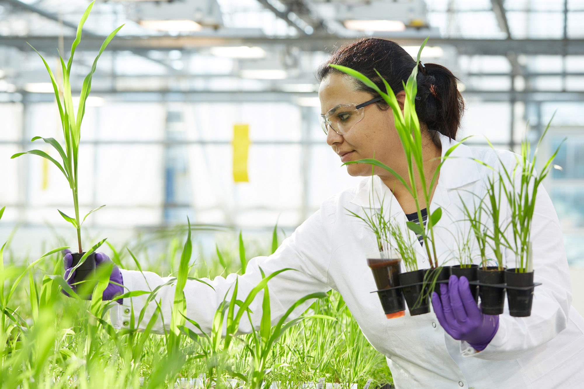 Bayer Adds 430 New Crop Hybrids In Massive 2020 Spending Effort | AGDAILY