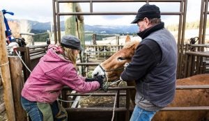 USFS_07_Horses-and-mules-vaccinated-Suzanne-Downing