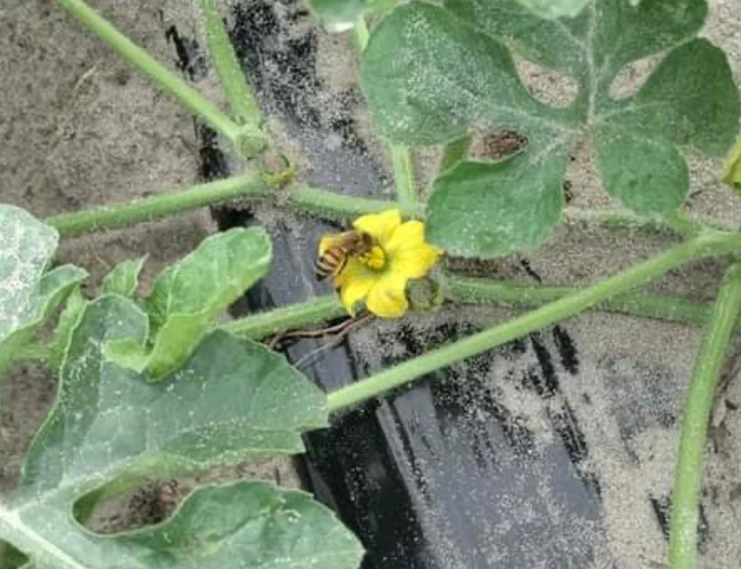 Watermelon Facts Planted Grown And Harvested Agdaily 2003