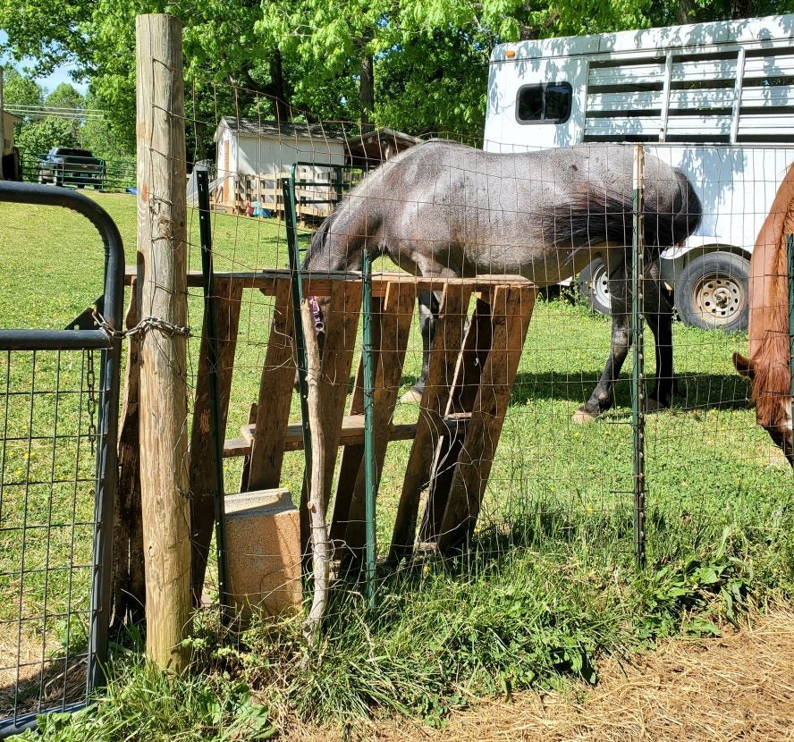 Best fence for goats what owners need to know AGDAILY