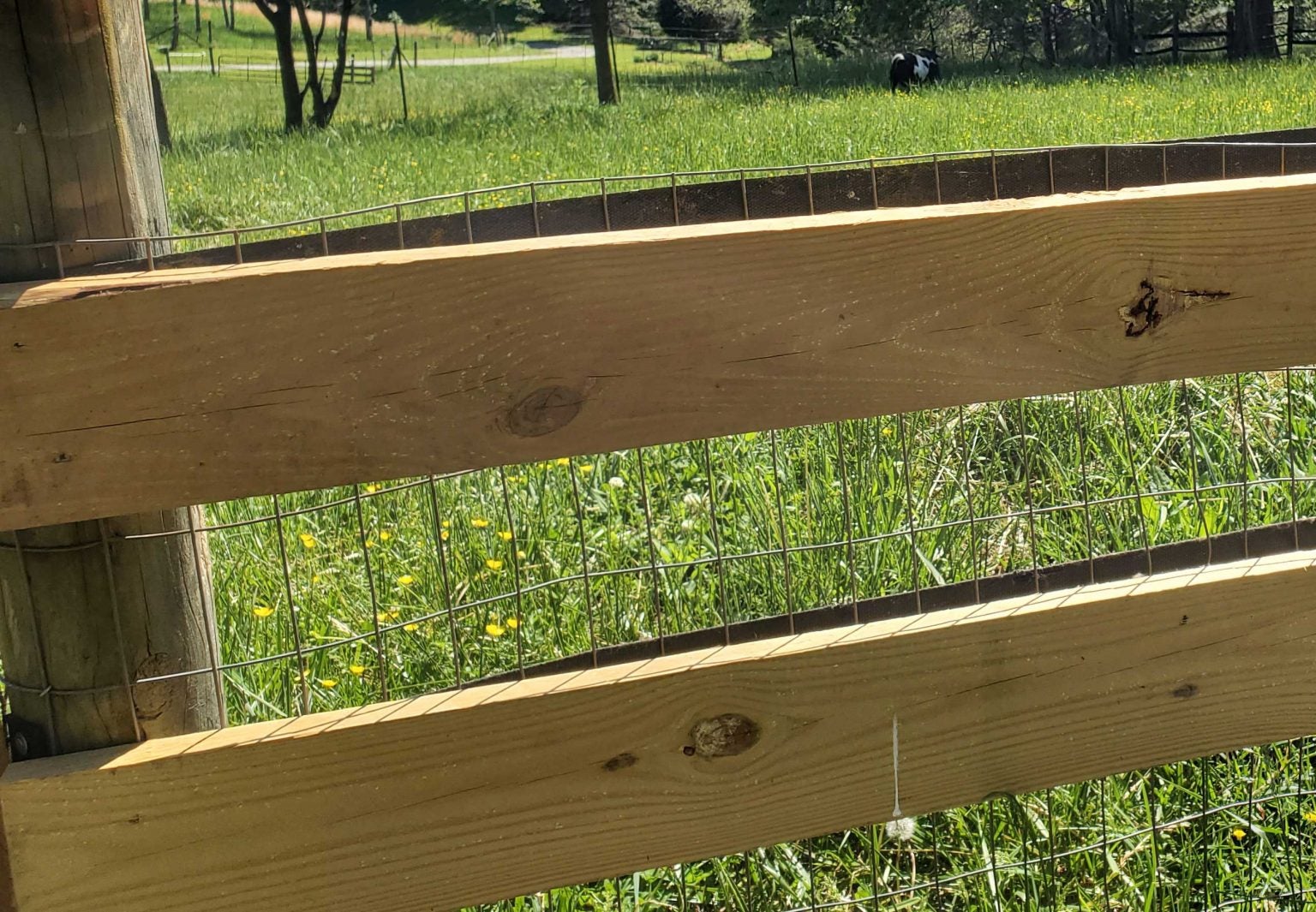 Best Fence For Goats What Owners Need To Know Agdaily