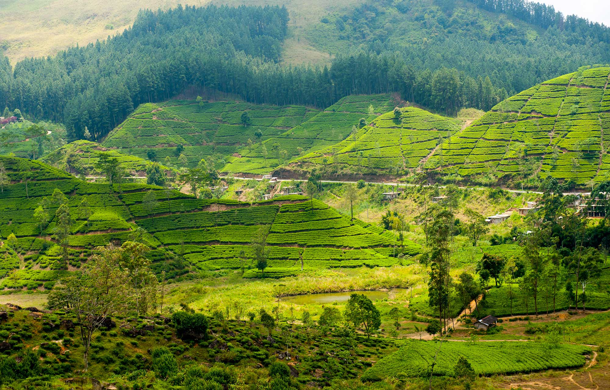 Switch to organic is splitting Sri Lanka apart at the seams | AGDAILY