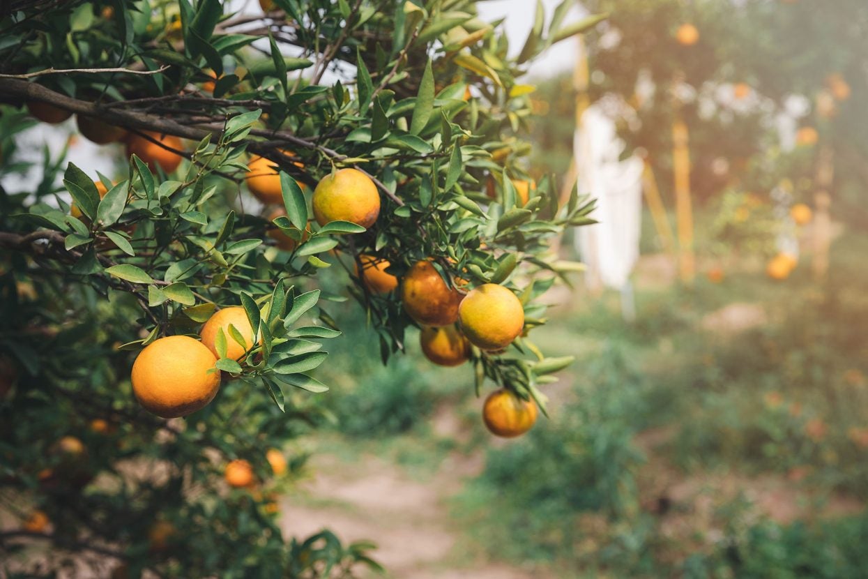 The Top Agricultural Commodity In Each U S State AGDAILY   Bg Florida Orange Grove 001 KorArkaR 1245x830 