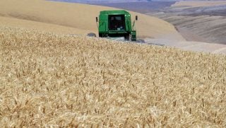 oregon-wheat-harvest