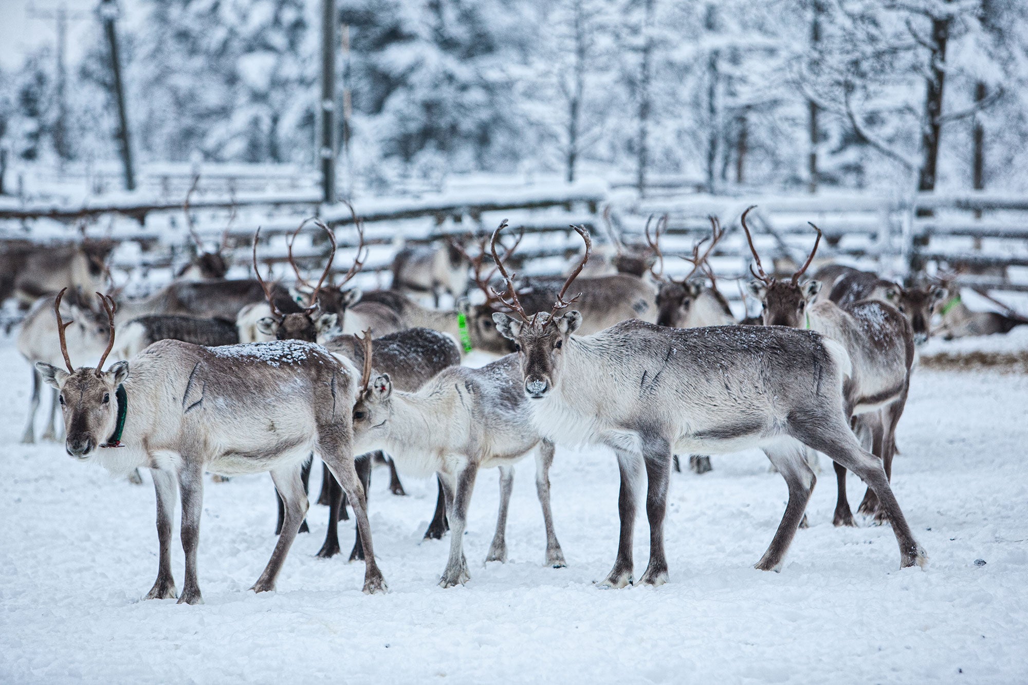 Reindeer Farms Are About More Than Just Christmas Magic AGDAILY