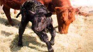 calving-season-angus