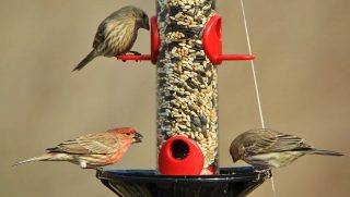 bird feeders