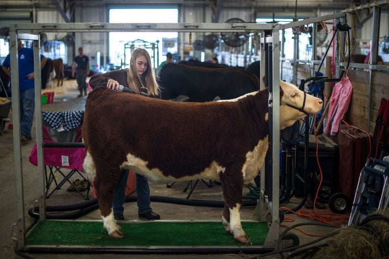 here-s-how-to-judge-beef-cattle-what-to-look-for-agdaily