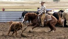 horse-cutting-rancher