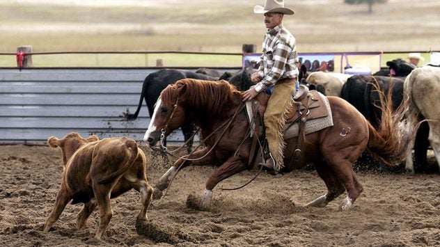 horse-cutting-rancher