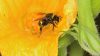 pollinator-bee-inside-pumpkin-flower