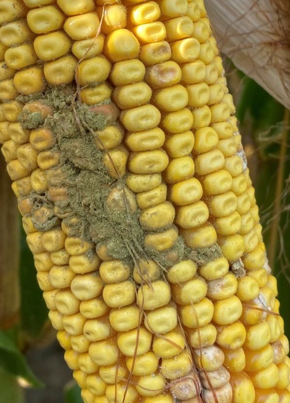 Scouting can limit impacts of ear rot and mold in corn | AGDAILY