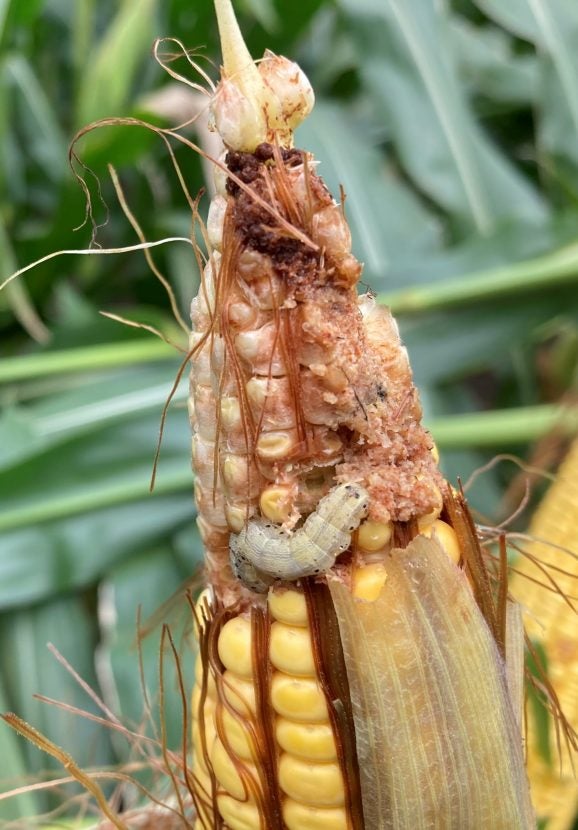 Scouting can limit impacts of ear rot and mold in corn AGDAILY