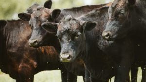 brown-cattle-field-group