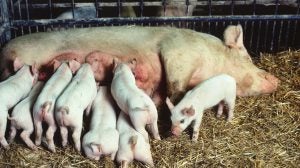 piglets-nursed-sow-pig-pen