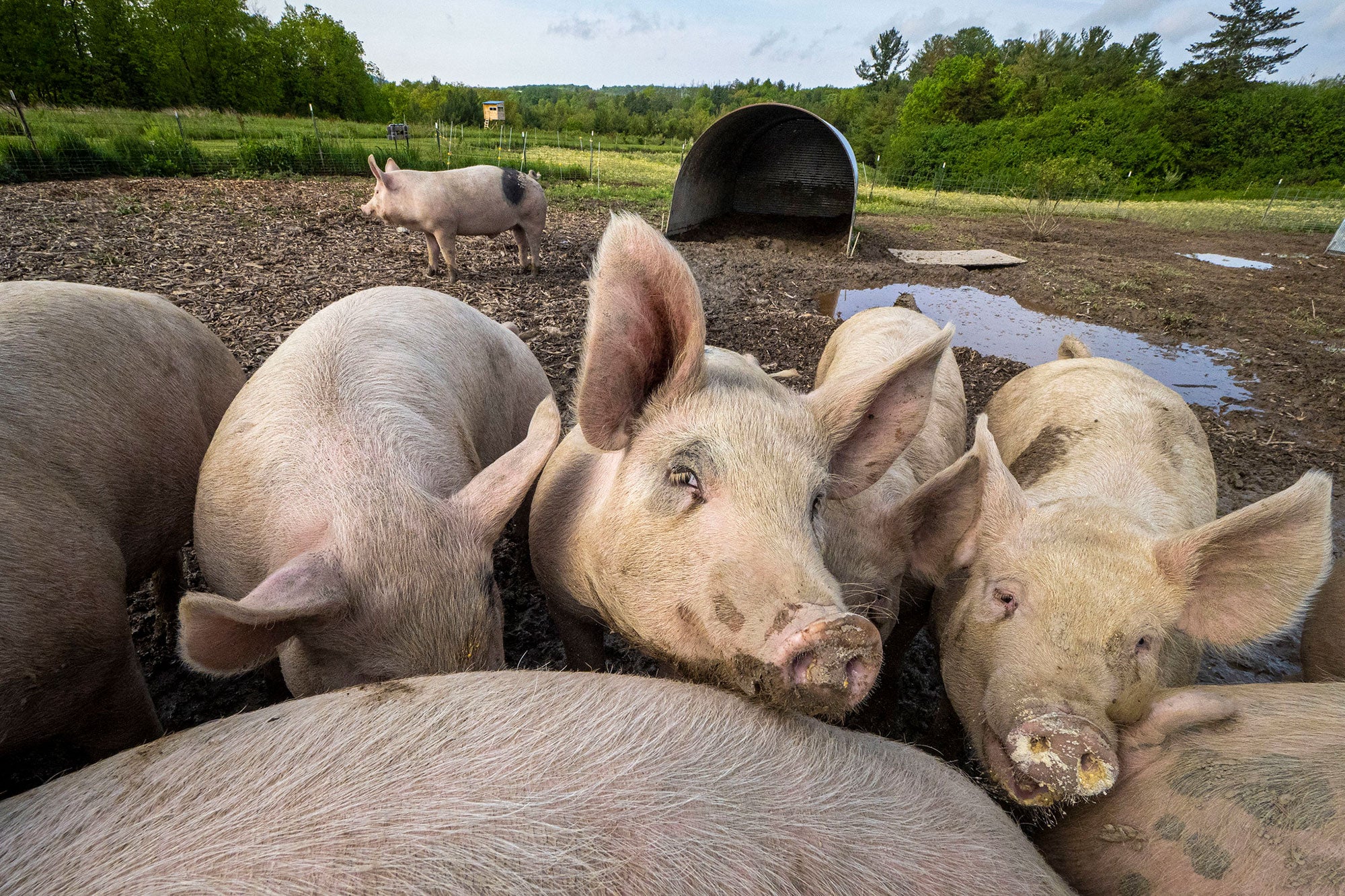 pigs-organic-farm-letterbox-farm