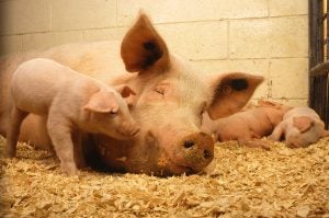 sow-piglets-pen-usda