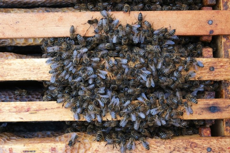 Honey bees' metabolic pathway linked to winter colony loss | AGDAILY