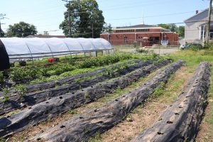 Cherry-Hill-Urban-Community-Garden