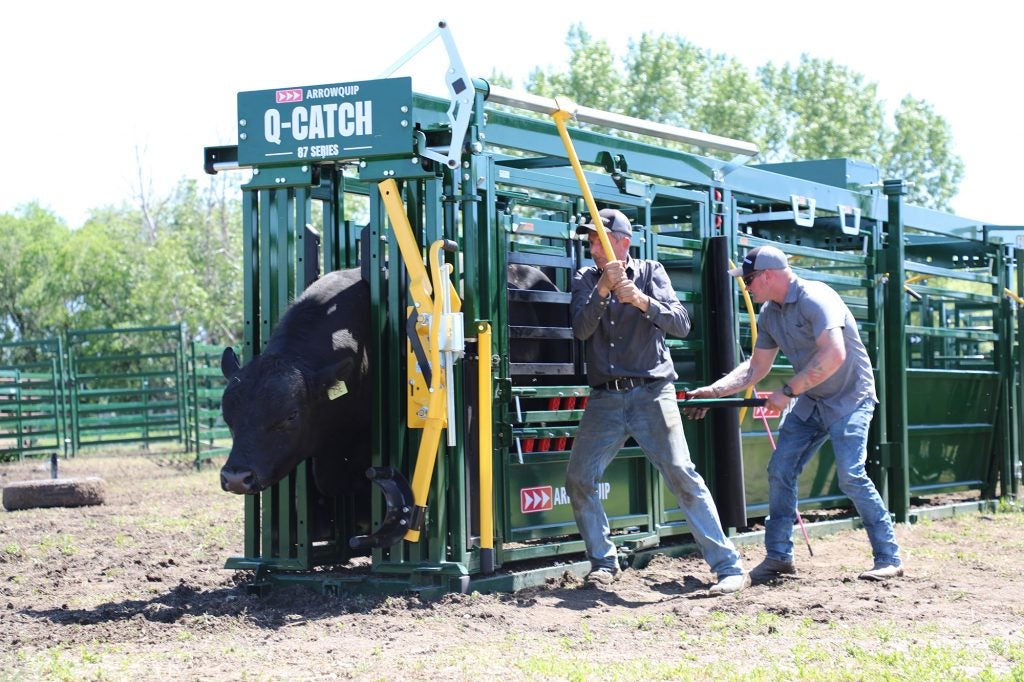 Manual vs. self-catch cattle head gates: Which to choose? | AGDAILY