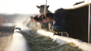 beef-cattle-operations-stress