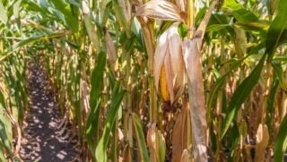 closeup-cornstalk-midwest