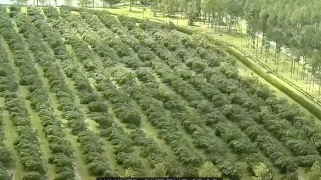 Georgia Pecan Tree Damage Hurricane Idalia